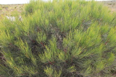 Allocasuarina campestris