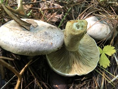 Lactarius chelidonium