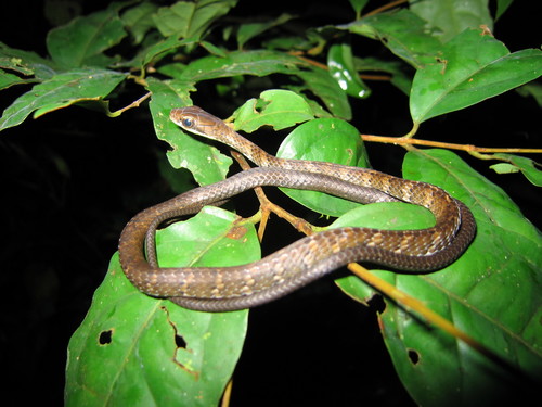 Photo of a Brown Sipo (Chironius fuscus)