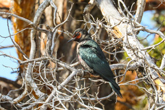 Melanerpes lewis