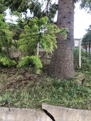 Araucariaceae