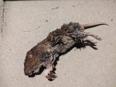 Geomys attwateri