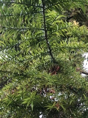 Araucariaceae