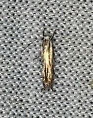 Polyhymno luteostrigella