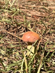 Hortiboletus rubellus