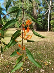Loranthaceae