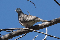 Geopelia placida