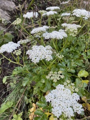 Kitagawia terebinthacea