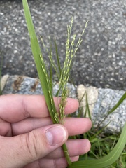 Panicum dichotomiflorum