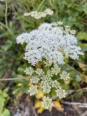 Kitagawia terebinthacea