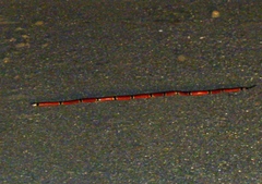 Micrurus distans