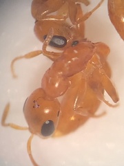 Pseudomyrmex pallidus