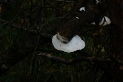 Trametes suaveolens