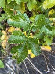 Kitagawia terebinthacea