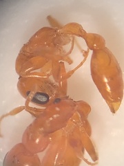 Pseudomyrmex pallidus