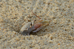 Ocypode occidentalis