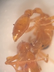 Pseudomyrmex pallidus