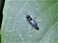 Passaloecus
