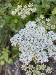 Kitagawia terebinthacea