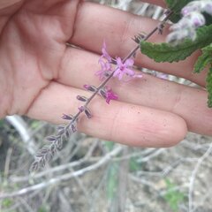 Aloysia macrostachya