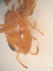 Pseudomyrmex pallidus