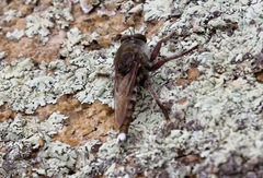 Promachus truquii