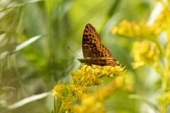 Boloria bellona