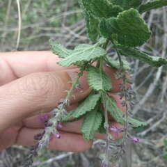 Aloysia macrostachya
