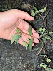 Euphorbia hypericifolia