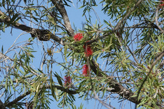 Melaleuca viminalis