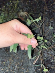 Euphorbia hypericifolia
