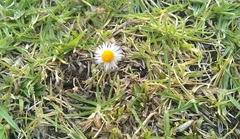 Erigeron longipes