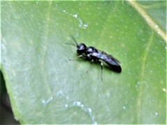 Passaloecus