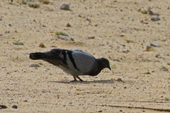 Columba livia