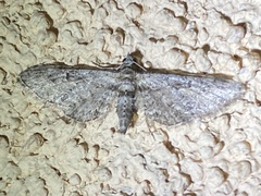 Eupithecia
