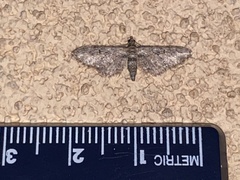 Eupithecia