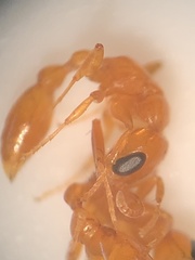 Pseudomyrmex pallidus
