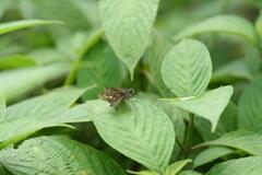 Borbo cinnara