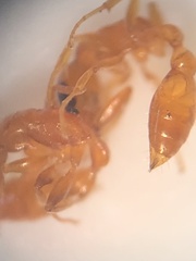 Pseudomyrmex pallidus