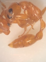 Pseudomyrmex pallidus