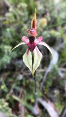 Caladenia cardiochila