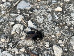 Mallophora leschenaulti