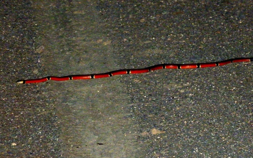 Diastema Coral Snake, Micrurus diastema