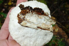 Trametes suaveolens