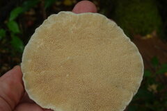 Trametes suaveolens
