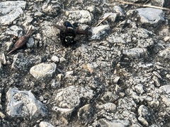 Mallophora leschenaulti