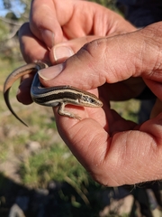 Plestiodon skiltonianus