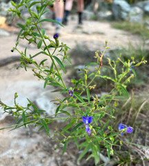 Trichostema setaceum