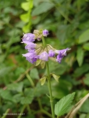Salvia japonica