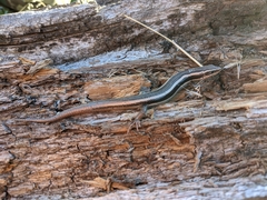 Plestiodon skiltonianus